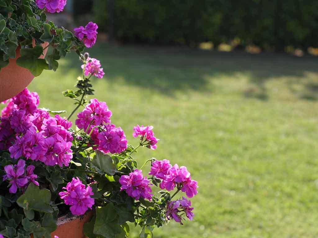 Da Rosa Bed And Breakfast Neviglie Exteriér fotografie